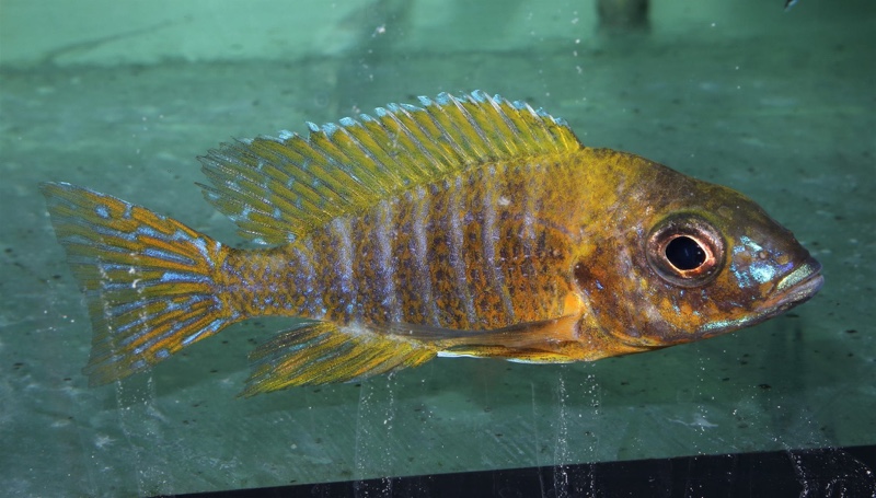 Aulonocara sp. 'stuartgranti maleri' Chidunga Rocks